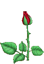 Unfolding Rose